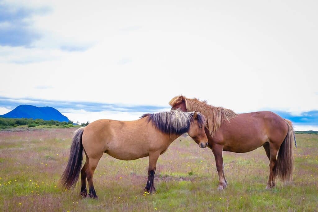 horses in iceland