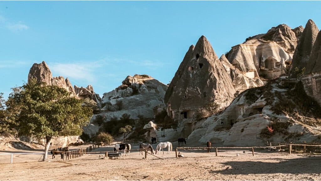 horses in Cappadocia