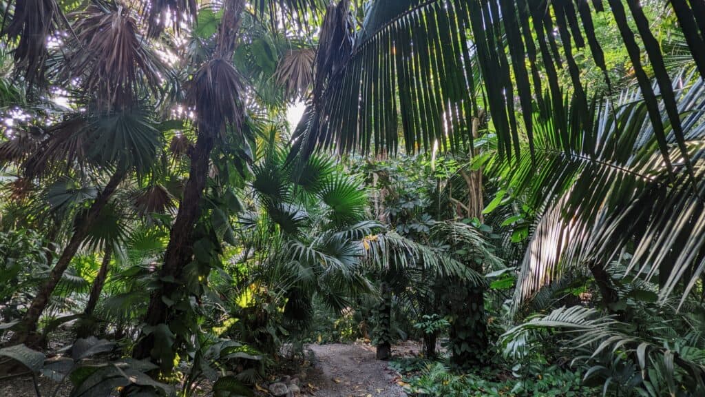 Lush jungle and big trees at Grand Palladium puerto vallarta